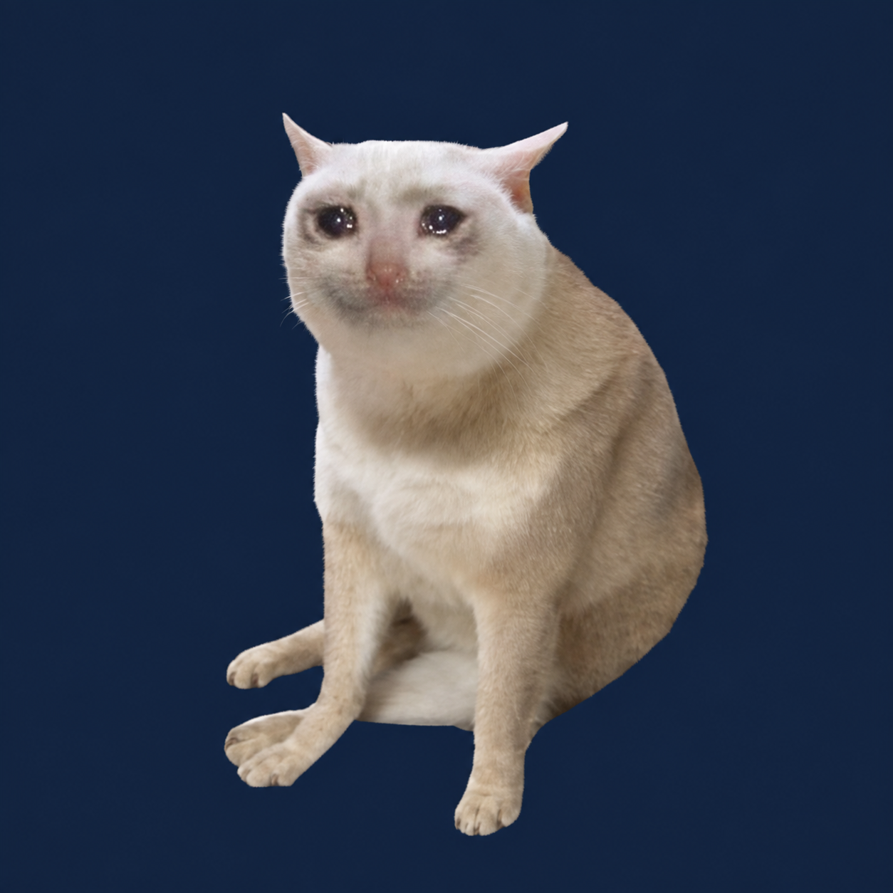 The white CashCat on a dark navy background
